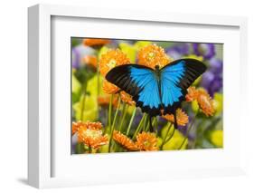 Mountain Blue Butterfly-Darrell Gulin-Framed Photographic Print