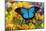 Mountain Blue Butterfly-Darrell Gulin-Mounted Photographic Print