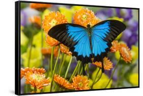Mountain Blue Butterfly-Darrell Gulin-Framed Stretched Canvas