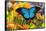 Mountain Blue Butterfly-Darrell Gulin-Framed Stretched Canvas