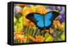 Mountain Blue Butterfly-Darrell Gulin-Framed Stretched Canvas