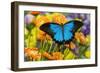 Mountain Blue Butterfly-Darrell Gulin-Framed Photographic Print