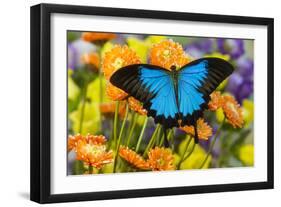 Mountain Blue Butterfly-Darrell Gulin-Framed Photographic Print