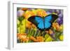Mountain Blue Butterfly-Darrell Gulin-Framed Photographic Print