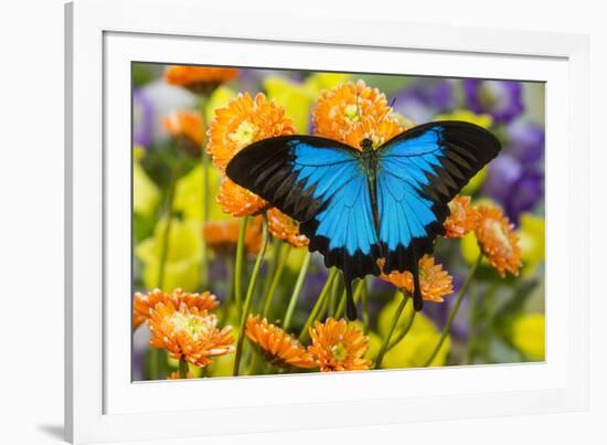 Mountain Blue Butterfly-Darrell Gulin-Framed Photographic Print