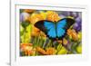 Mountain Blue Butterfly-Darrell Gulin-Framed Photographic Print