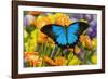 Mountain Blue Butterfly-Darrell Gulin-Framed Photographic Print