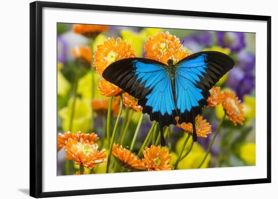 Mountain Blue Butterfly-Darrell Gulin-Framed Photographic Print