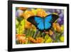 Mountain Blue Butterfly-Darrell Gulin-Framed Photographic Print