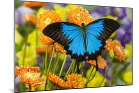 Mountain Blue Butterfly-Darrell Gulin-Mounted Photographic Print