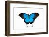 Mountain Blue Swallowtail Butterfly from Australia, Papilio Uysses, Male Study against White Backgr-Darrell Gulin-Framed Photographic Print