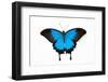 Mountain Blue Swallowtail Butterfly from Australia, Papilio Uysses, Male Study against White Backgr-Darrell Gulin-Framed Photographic Print