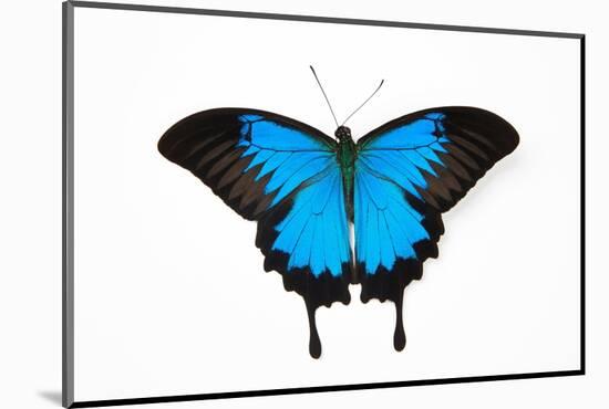 Mountain Blue Swallowtail Butterfly from Australia, Papilio Uysses, Male Study against White Backgr-Darrell Gulin-Mounted Photographic Print