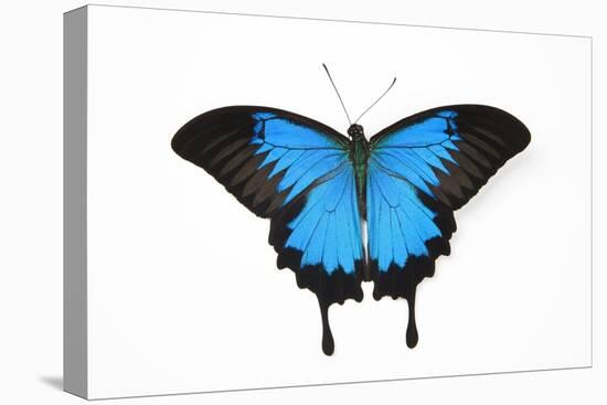 Mountain Blue Swallowtail Butterfly from Australia, Papilio Uysses-Darrell Gulin-Stretched Canvas
