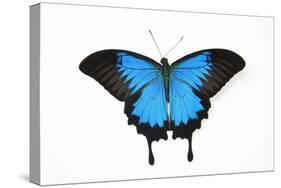 Mountain Blue Swallowtail Butterfly from Australia, Papilio Uysses-Darrell Gulin-Stretched Canvas