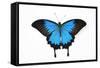 Mountain Blue Swallowtail Butterfly from Australia, Papilio Uysses-Darrell Gulin-Framed Stretched Canvas