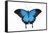 Mountain Blue Swallowtail Butterfly from Australia, Papilio Uysses-Darrell Gulin-Framed Stretched Canvas