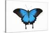 Mountain Blue Swallowtail Butterfly from Australia, Papilio Uysses-Darrell Gulin-Stretched Canvas