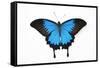 Mountain Blue Swallowtail Butterfly from Australia, Papilio Uysses-Darrell Gulin-Framed Stretched Canvas