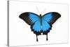 Mountain Blue Swallowtail Butterfly from Australia, Papilio Uysses-Darrell Gulin-Stretched Canvas