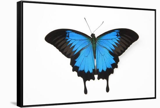 Mountain Blue Swallowtail Butterfly from Australia, Papilio Uysses-Darrell Gulin-Framed Stretched Canvas