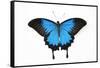 Mountain Blue Swallowtail Butterfly from Australia, Papilio Uysses-Darrell Gulin-Framed Stretched Canvas