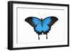 Mountain Blue Swallowtail Butterfly from Australia, Papilio Uysses-Darrell Gulin-Framed Photographic Print