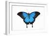 Mountain Blue Swallowtail Butterfly from Australia, Papilio Uysses-Darrell Gulin-Framed Photographic Print