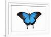 Mountain Blue Swallowtail Butterfly from Australia, Papilio Uysses-Darrell Gulin-Framed Photographic Print