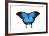 Mountain Blue Swallowtail Butterfly from Australia, Papilio Uysses-Darrell Gulin-Framed Photographic Print