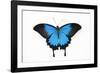 Mountain Blue Swallowtail Butterfly from Australia, Papilio Uysses-Darrell Gulin-Framed Photographic Print