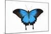 Mountain Blue Swallowtail Butterfly from Australia, Papilio Uysses-Darrell Gulin-Mounted Photographic Print
