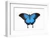 Mountain Blue Swallowtail Butterfly from Australia, Papilio Uysses-Darrell Gulin-Framed Photographic Print