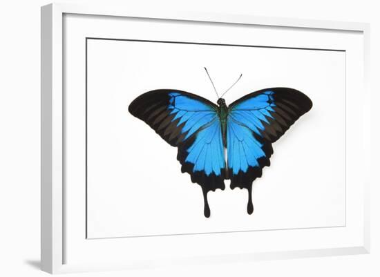 Mountain Blue Swallowtail Butterfly from Australia, Papilio Uysses-Darrell Gulin-Framed Photographic Print