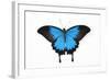 Mountain Blue Swallowtail Butterfly from Australia, Papilio Uysses-Darrell Gulin-Framed Photographic Print