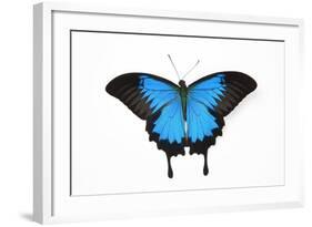 Mountain Blue Swallowtail Butterfly from Australia, Papilio Uysses-Darrell Gulin-Framed Photographic Print