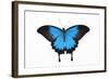 Mountain Blue Swallowtail Butterfly from Australia, Papilio Uysses-Darrell Gulin-Framed Photographic Print