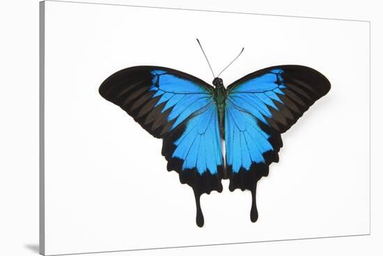 Mountain Blue Swallowtail Butterfly from Australia, Papilio Uysses-Darrell Gulin-Stretched Canvas