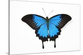 Mountain Blue Swallowtail Butterfly from Australia, Papilio Uysses-Darrell Gulin-Stretched Canvas