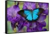 Mountain Blue Swallowtail of Australia, Papilio Ulysses-Darrell Gulin-Framed Stretched Canvas