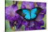 Mountain Blue Swallowtail of Australia, Papilio Ulysses-Darrell Gulin-Stretched Canvas