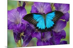 Mountain Blue Swallowtail of Australia, Papilio Ulysses-Darrell Gulin-Mounted Premium Photographic Print