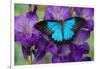 Mountain Blue Swallowtail of Australia, Papilio Ulysses-Darrell Gulin-Framed Photographic Print