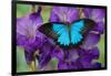 Mountain Blue Swallowtail of Australia, Papilio Ulysses-Darrell Gulin-Framed Photographic Print