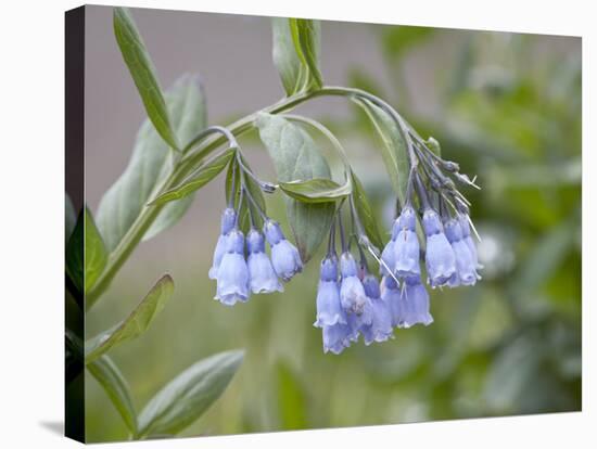 Mountain Bluebell, Yankee Boy Basin, Uncompahgre National Forest, Colorado, USA-James Hager-Stretched Canvas