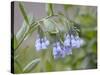 Mountain Bluebell, Yankee Boy Basin, Uncompahgre National Forest, Colorado, USA-James Hager-Stretched Canvas