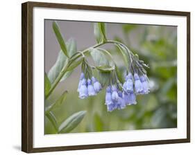 Mountain Bluebell, Yankee Boy Basin, Uncompahgre National Forest, Colorado, USA-James Hager-Framed Photographic Print