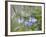 Mountain Bluebell, Yankee Boy Basin, Uncompahgre National Forest, Colorado, USA-James Hager-Framed Photographic Print