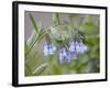 Mountain Bluebell, Yankee Boy Basin, Uncompahgre National Forest, Colorado, USA-James Hager-Framed Photographic Print