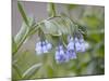 Mountain Bluebell, Yankee Boy Basin, Uncompahgre National Forest, Colorado, USA-James Hager-Mounted Photographic Print